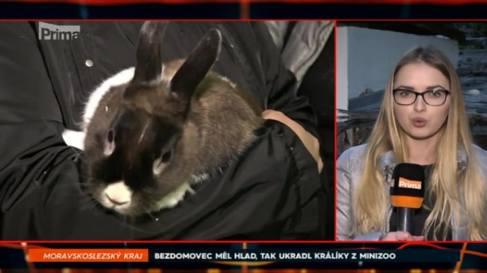 31. 10. 2017 ZPRÁVY: BEZDOMOVEC MĚL HLAD, TAK UKRADL KRÁLÍKY Z MINIZOO